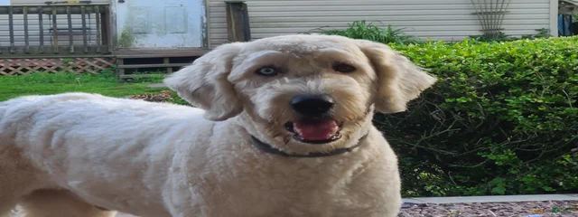 Cody 