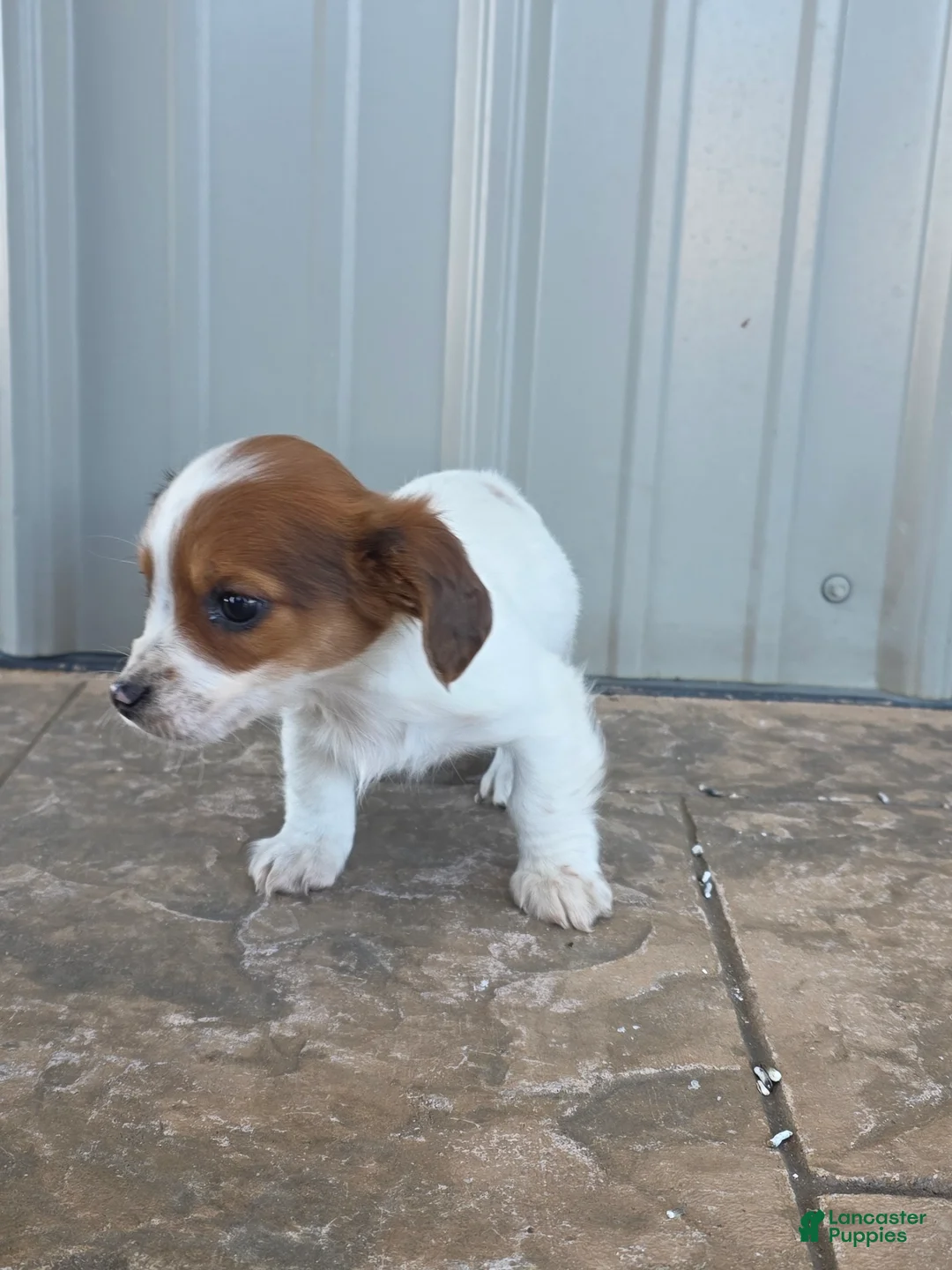 Miniature Dachshund dogs for sale: Rose - Ad 3