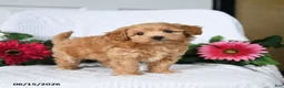 Maltipoo dogs for sale: Kylie - Ad 1