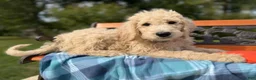 Labradoodle dogs for sale: Salty (Boy) - Ad 4
