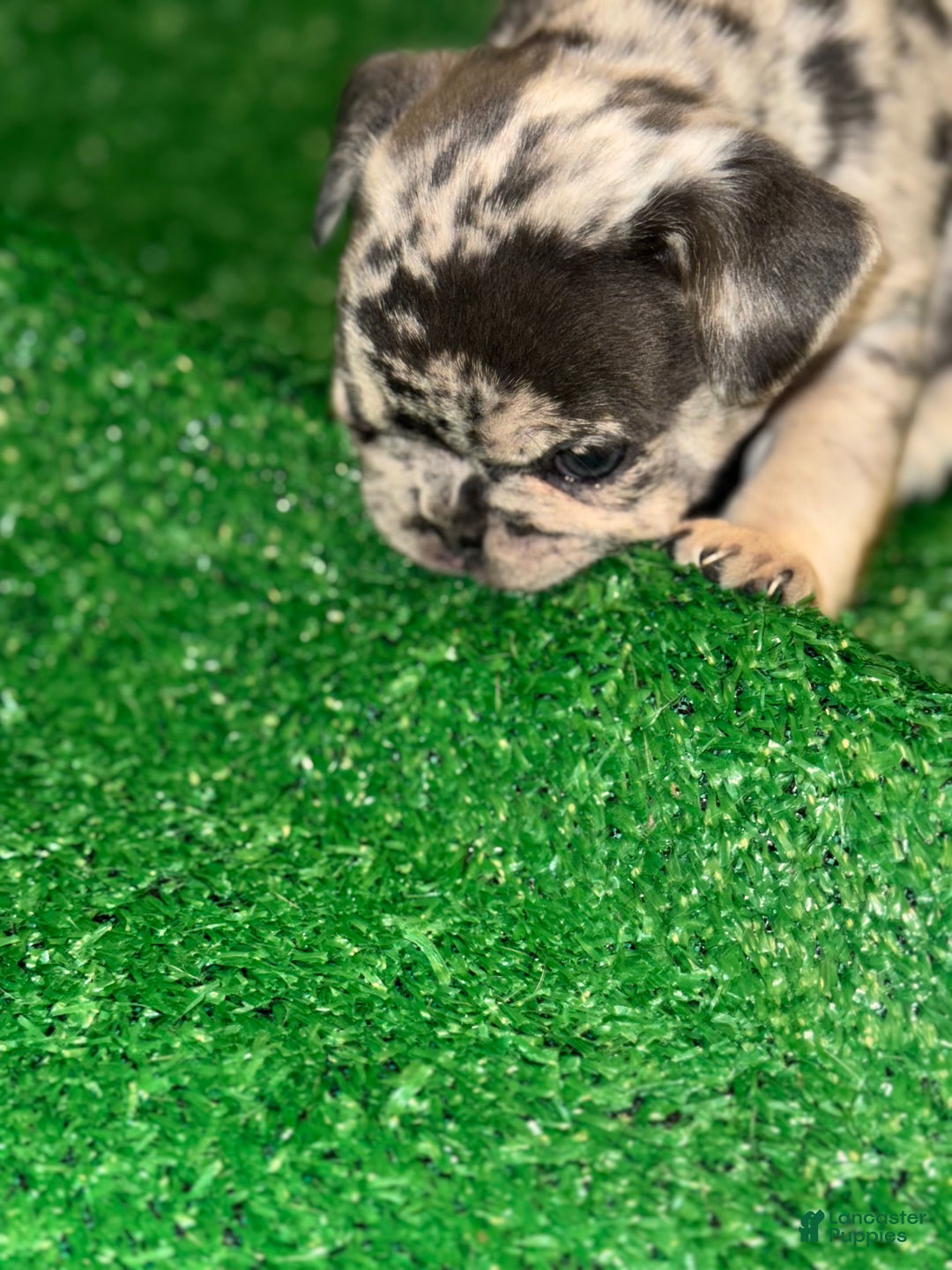 French Bulldog dogs for sale: French Bulldog Puppy 2 - Ad 3