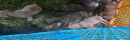 Cane Corso dogs for sale: Cane Corso 9 - Ad 4