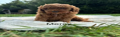 Mercy