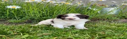 Portuguese Water Dog dogs for sale: Bella - Ad 7