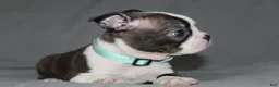 Boston Terrier dogs for sale: Lucy - Ad 3