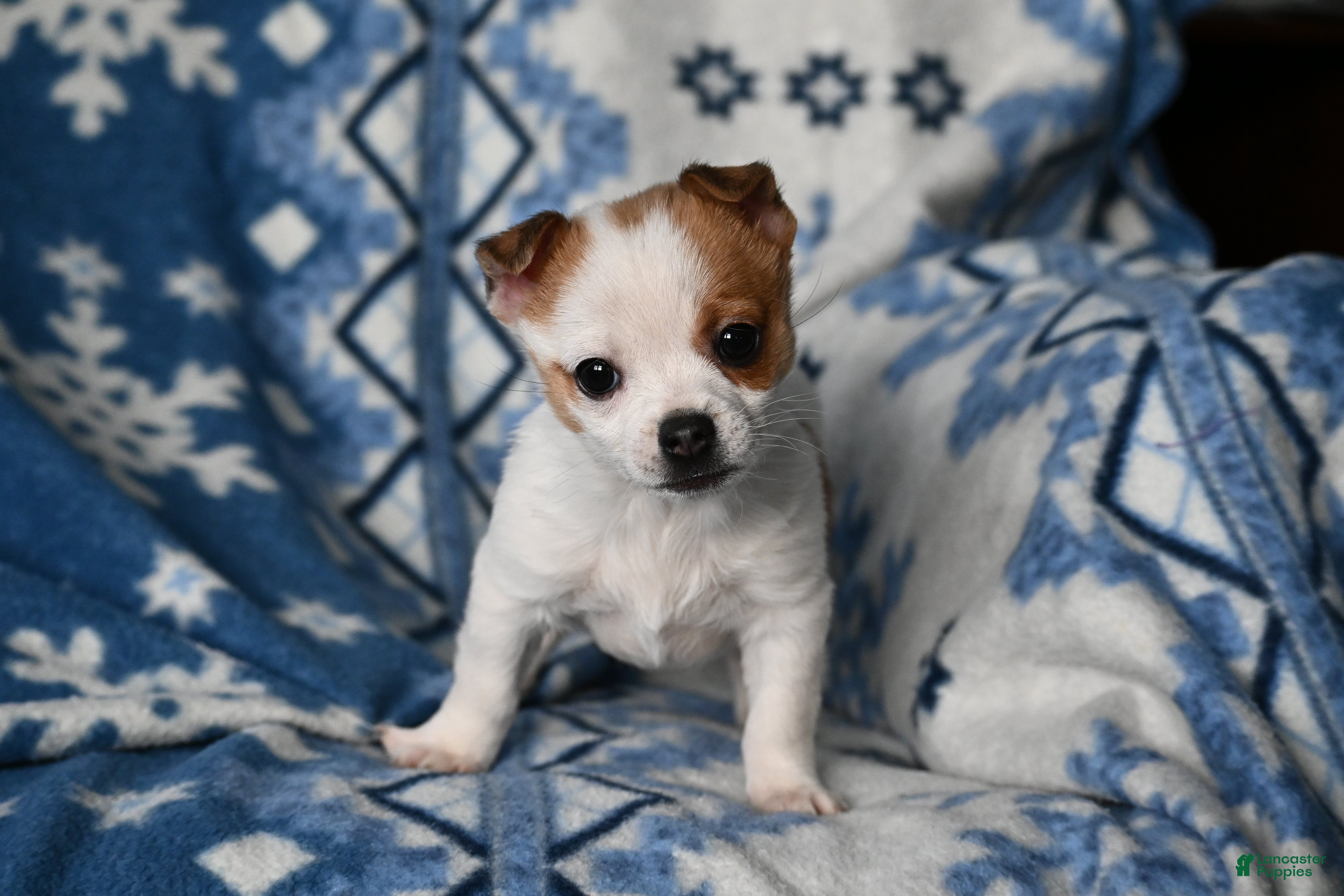 Chihuahua dogs Hunter - Ad 22