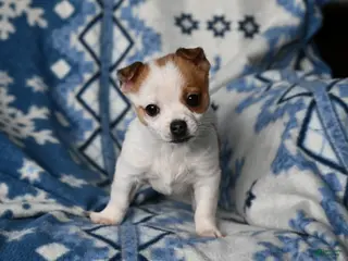 Chihuahua dogs Hunter - Ad 22