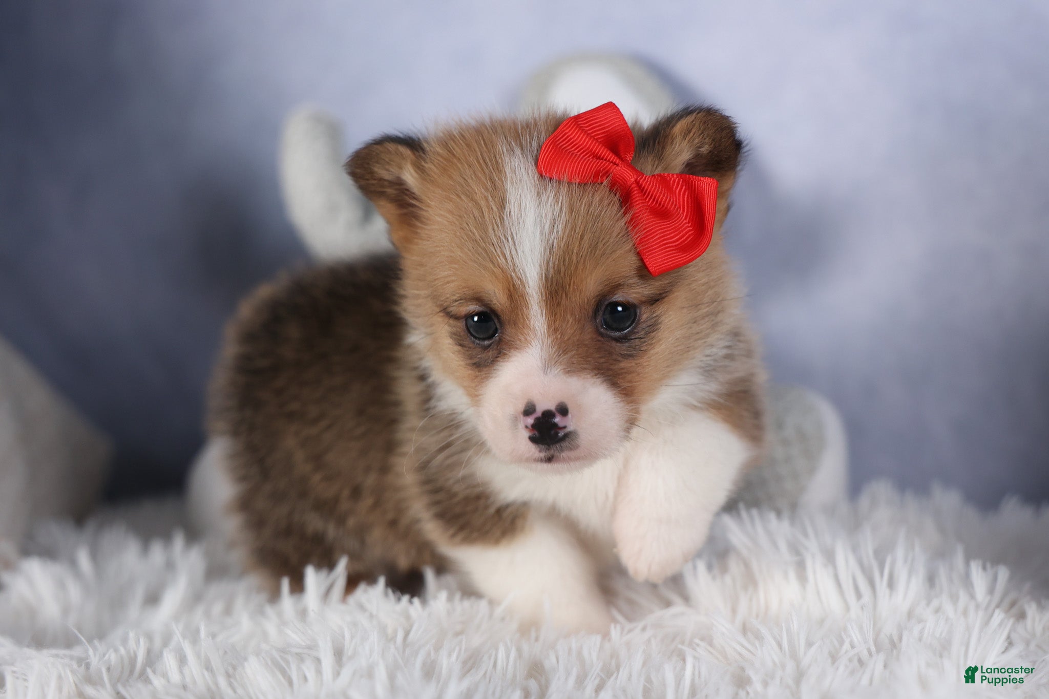 Welsh Corgi Pembroke dogs RAMBO - Ad 41