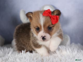 Welsh Corgi Pembroke dogs RAMBO - Ad 8