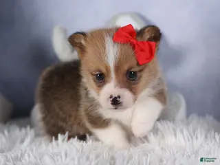 Welsh Corgi Pembroke dogs RAMBO - Ad 42