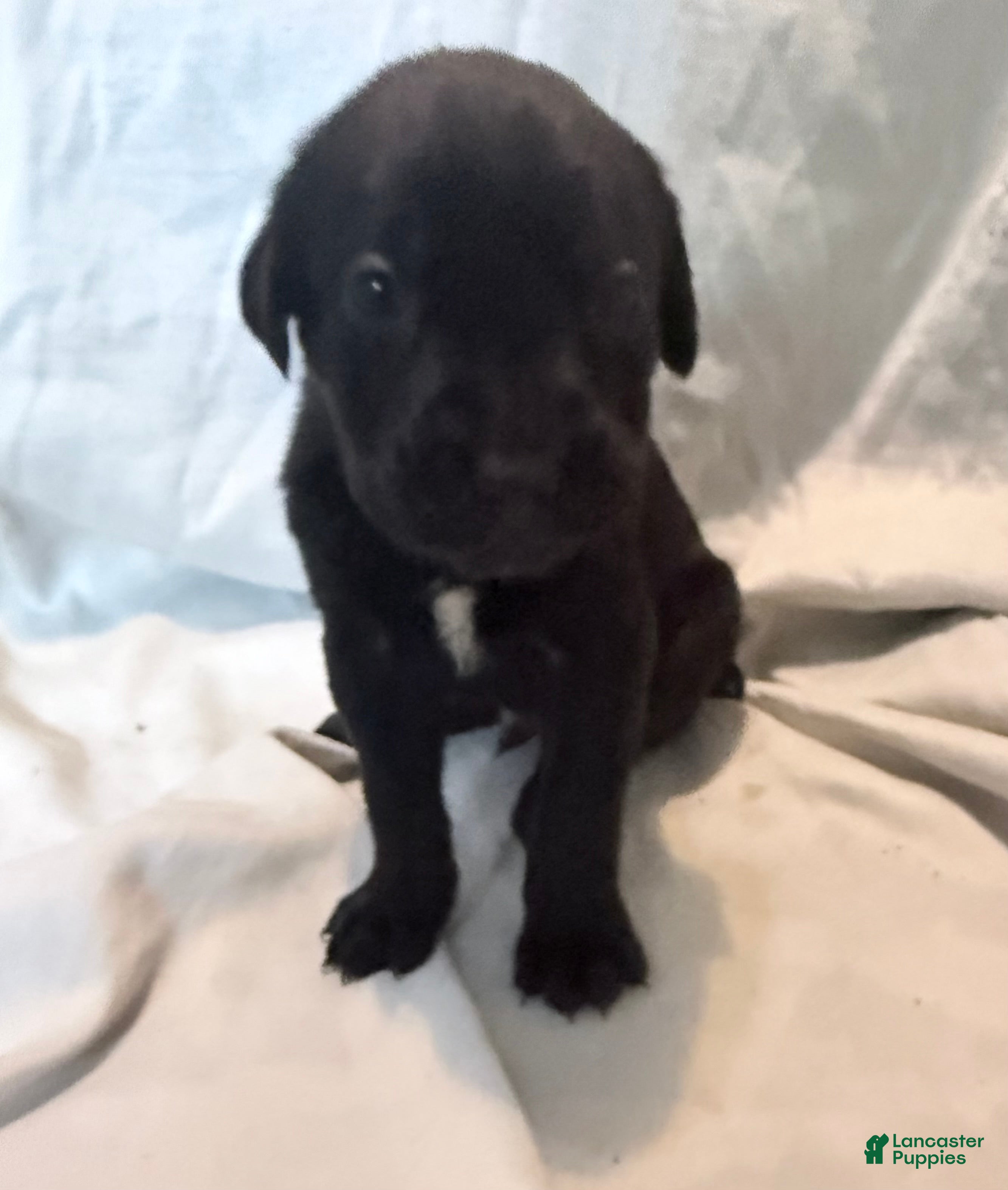 Cane Corso dogs Dean AKC green collar - Ad 15