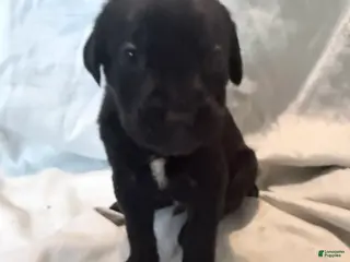Cane Corso dogs Dean AKC green collar - Ad 15