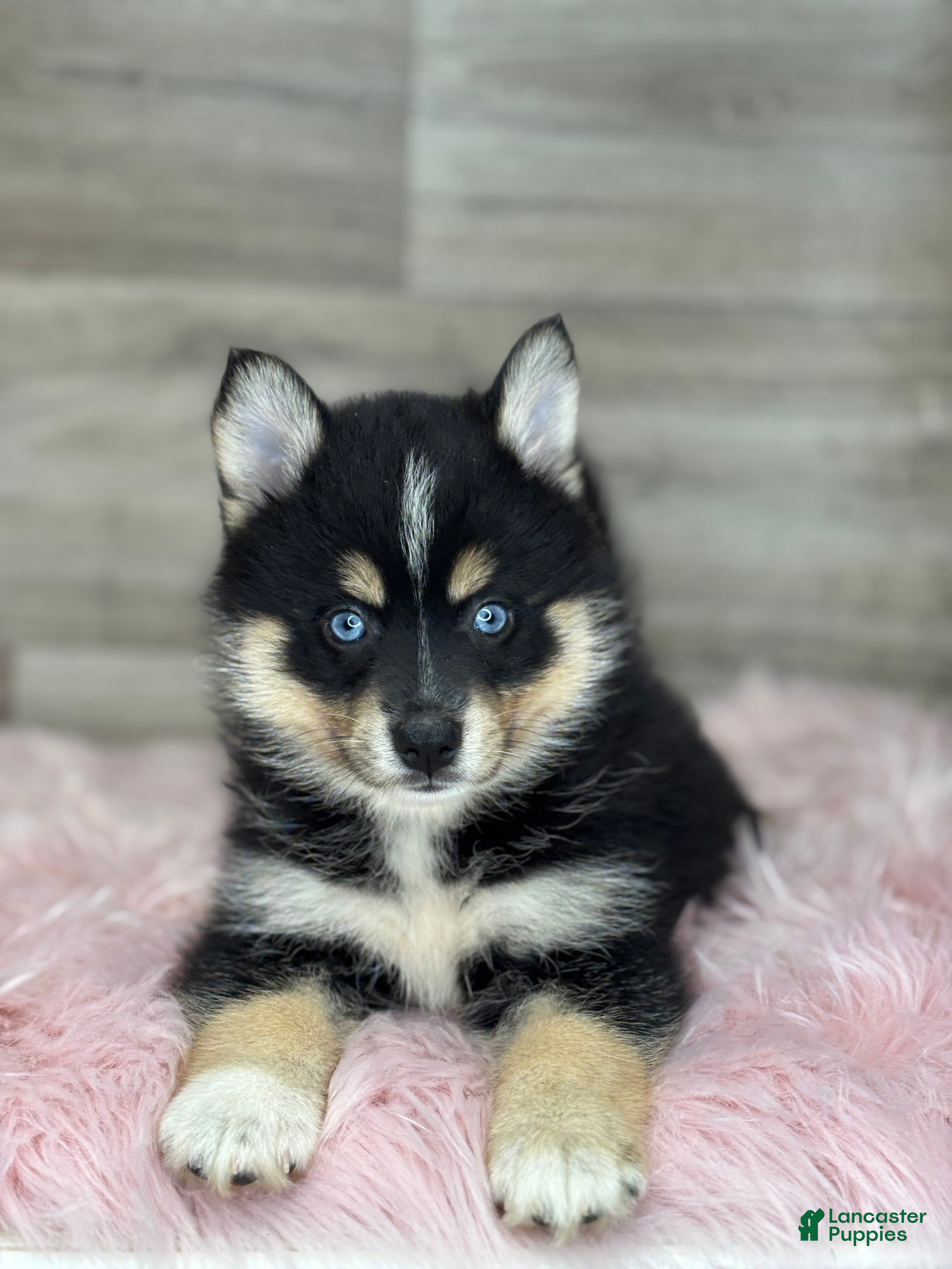 Pomsky dogs Sophia - Ad 2