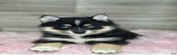 Pomsky dogs for sale: Sophia - Ad 2