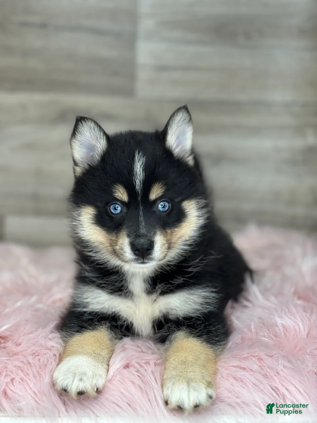 Pomsky dogs for sale: Sophia - Ad 2