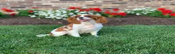 Cavalier King Charles Spaniel dogs for sale: Benny - Ad 11