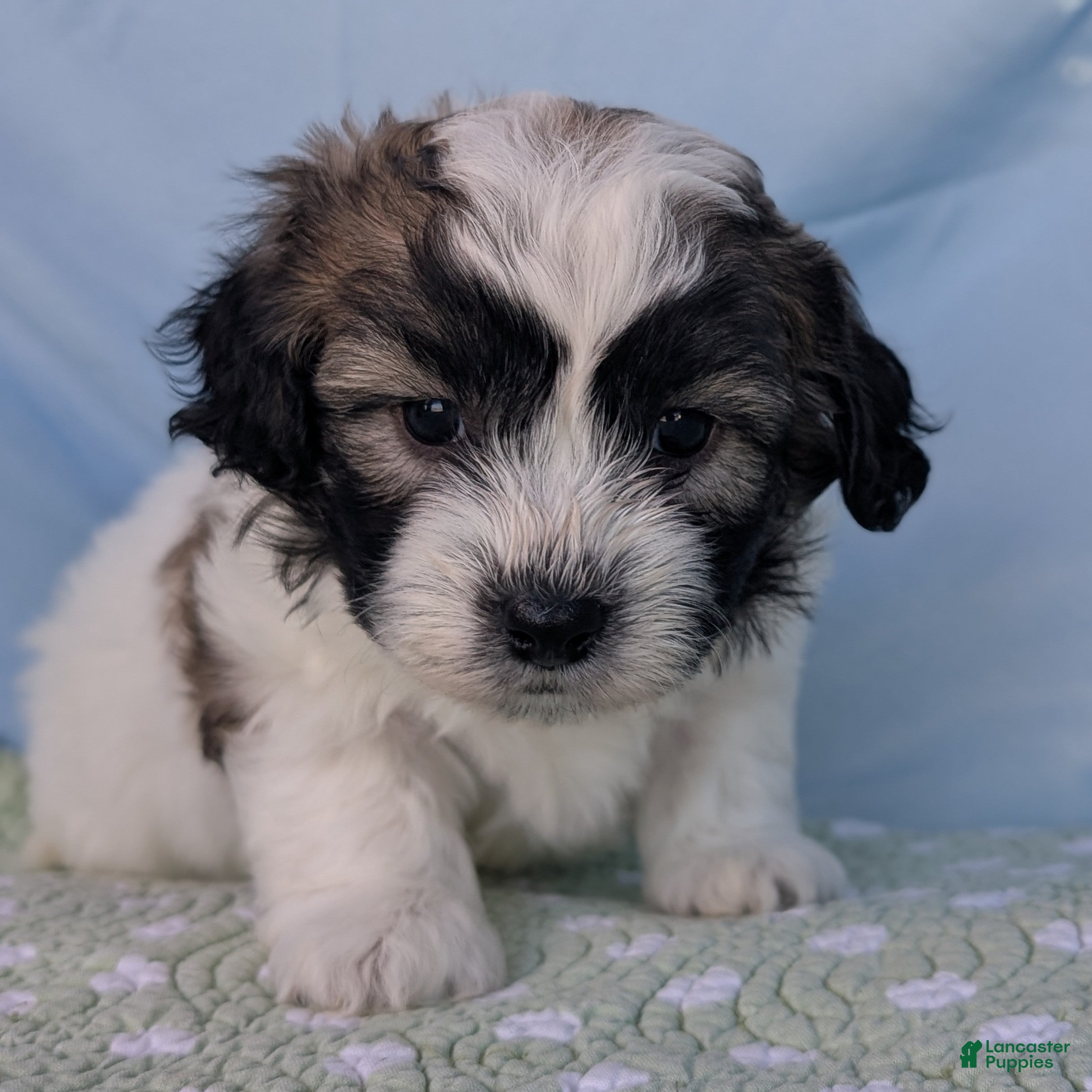 Teddy Bear dogs Nimbus - Ad 26