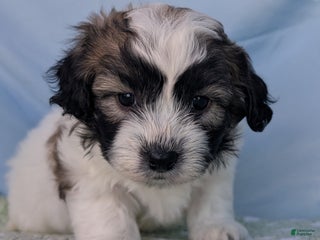 Teddy Bear dogs Nimbus - Ad 18