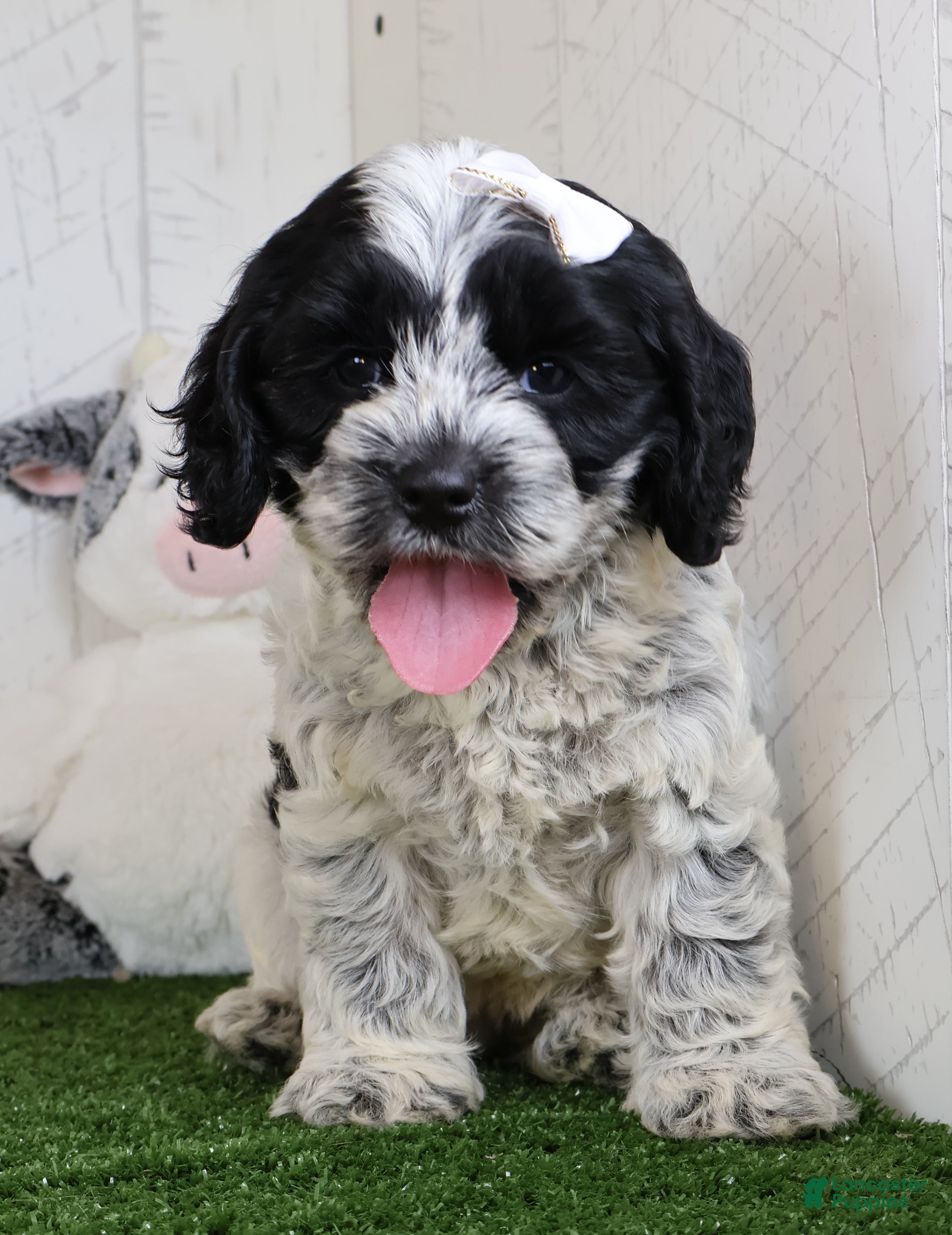 Cockapoo dogs Cookie - Ad 2