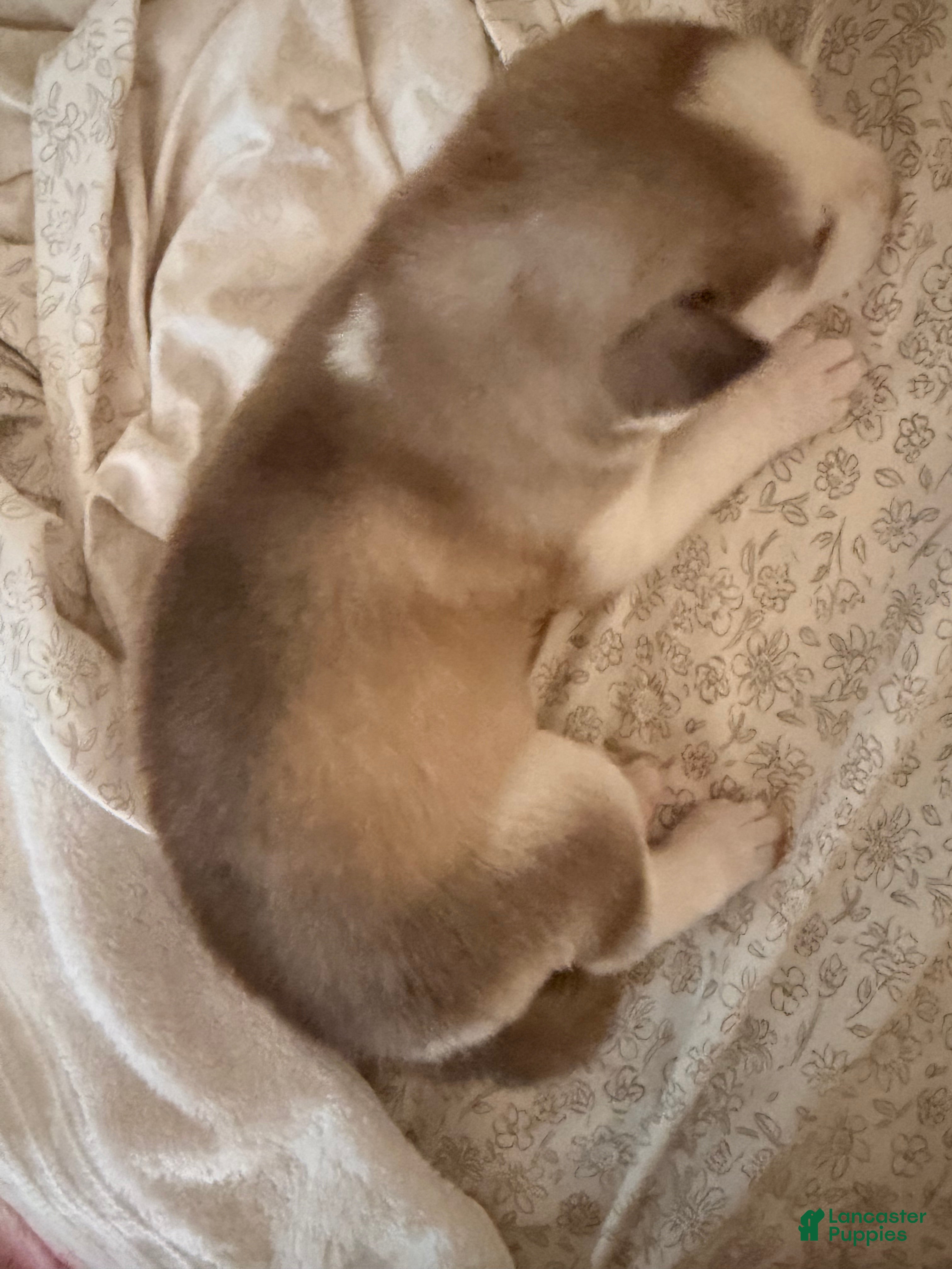 Siberian Husky dogs for sale: Siberian Husky 1 - Ad 3