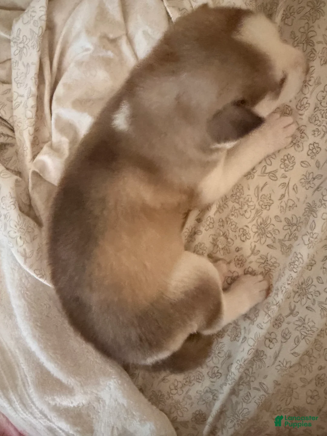 Siberian Husky dogs for sale: Siberian Husky 1 - Ad 1