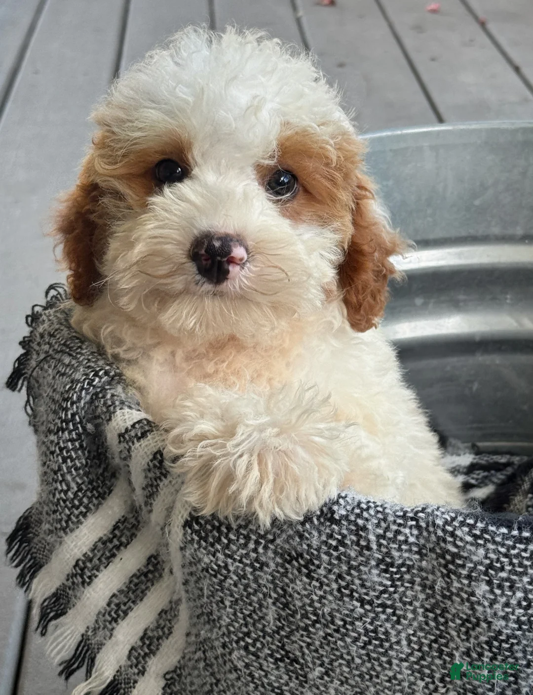 Mini Bernedoodle dogs for sale: Brook - Ad 1