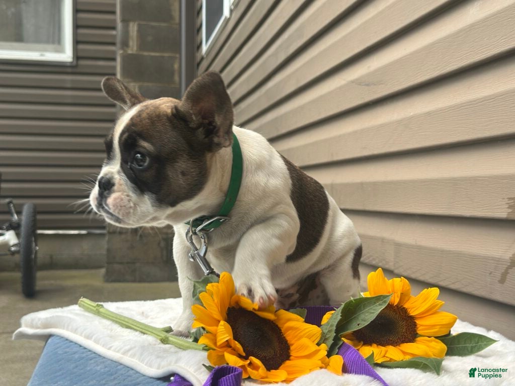 French Bulldog dogs Sonny - Ad 2