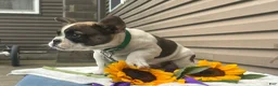 French Bulldog dogs for sale: Sonny - Ad 2