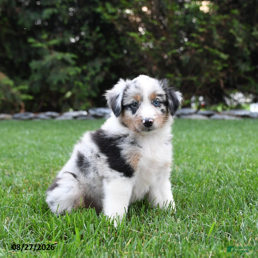 Australian Shepherd dogs Boomer - Ad 1