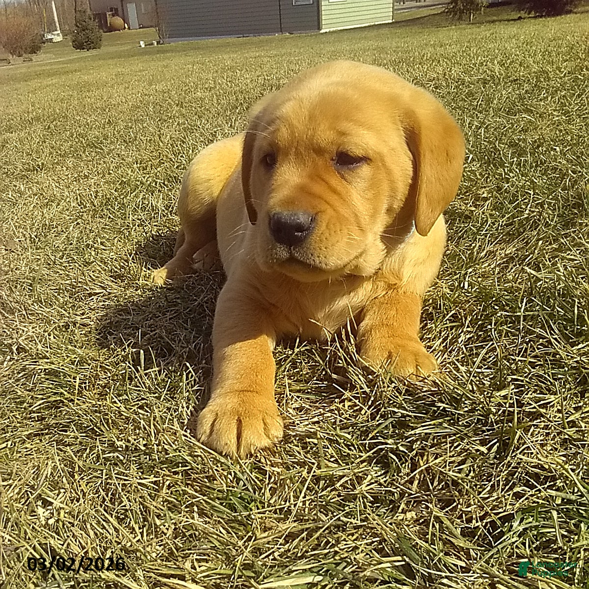 Labrador Retriever dogs Sparky - Ad 2