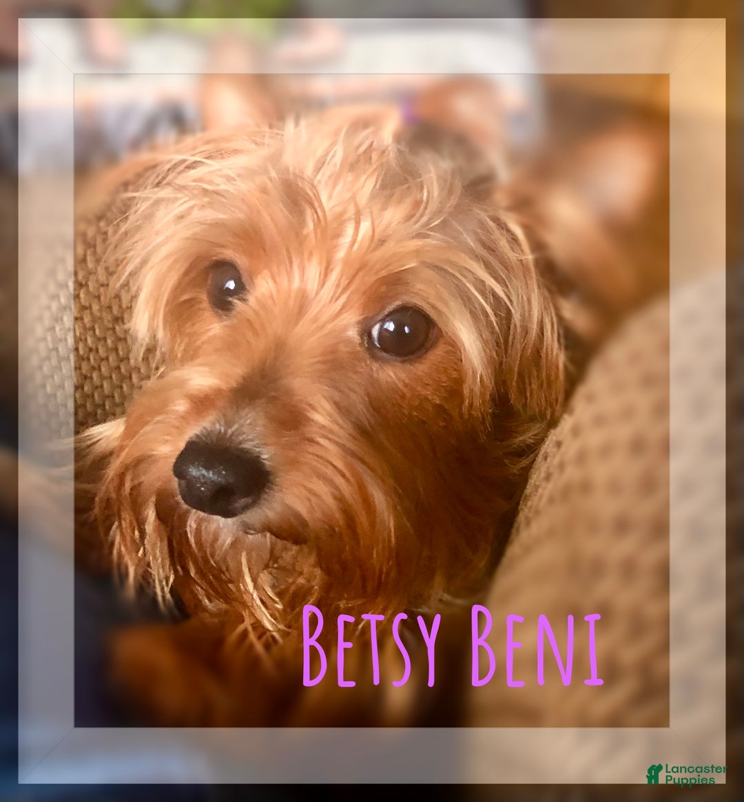 Yorkshire Terrier dogs for sale: AKC Nimbus  - Ad 9