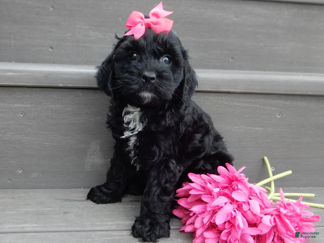 Cockapoo dogs for sale: Shadow - Ad 2