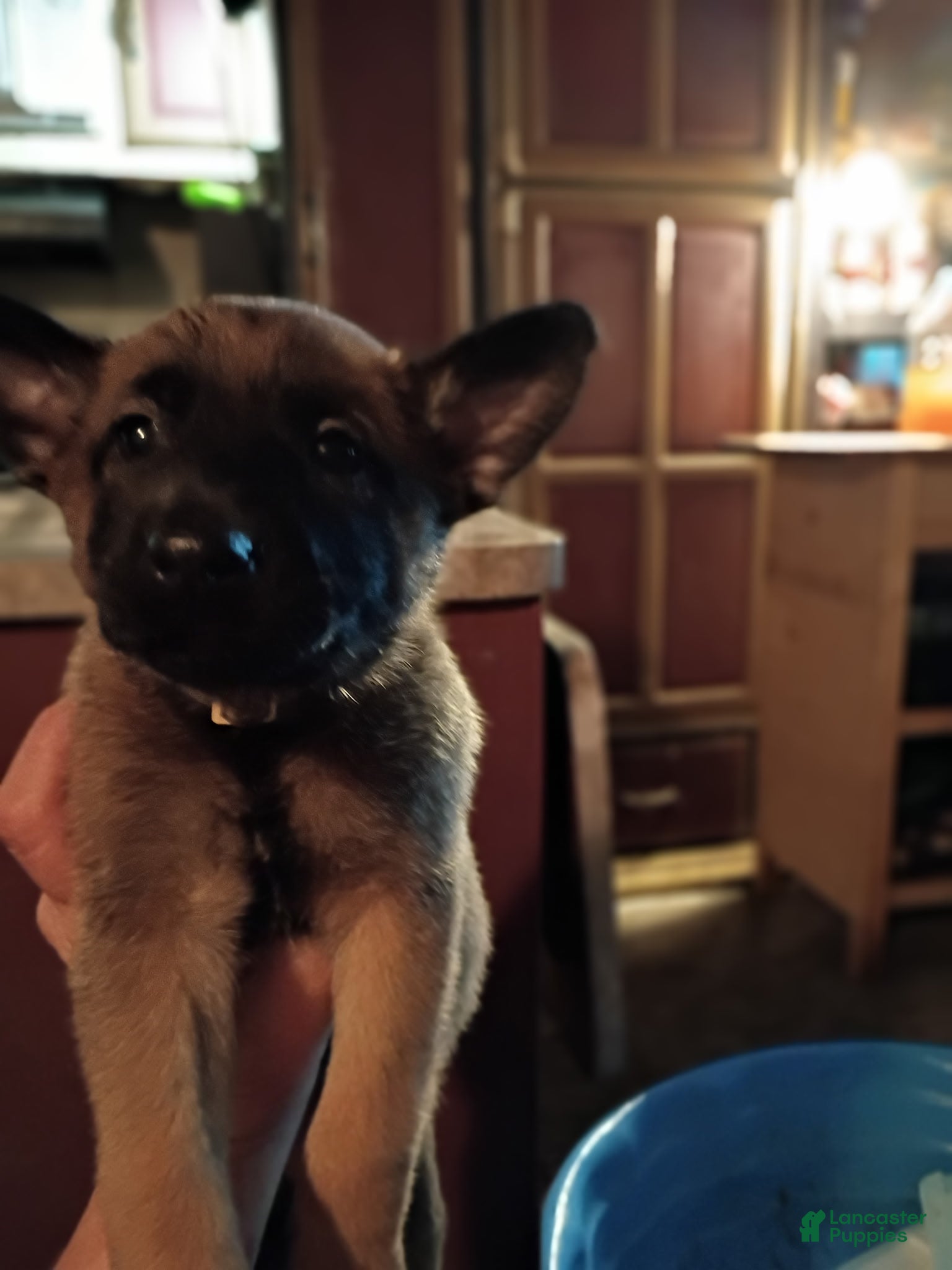 Mixed Breed dogs Mixed Breed 5 - Ad 15