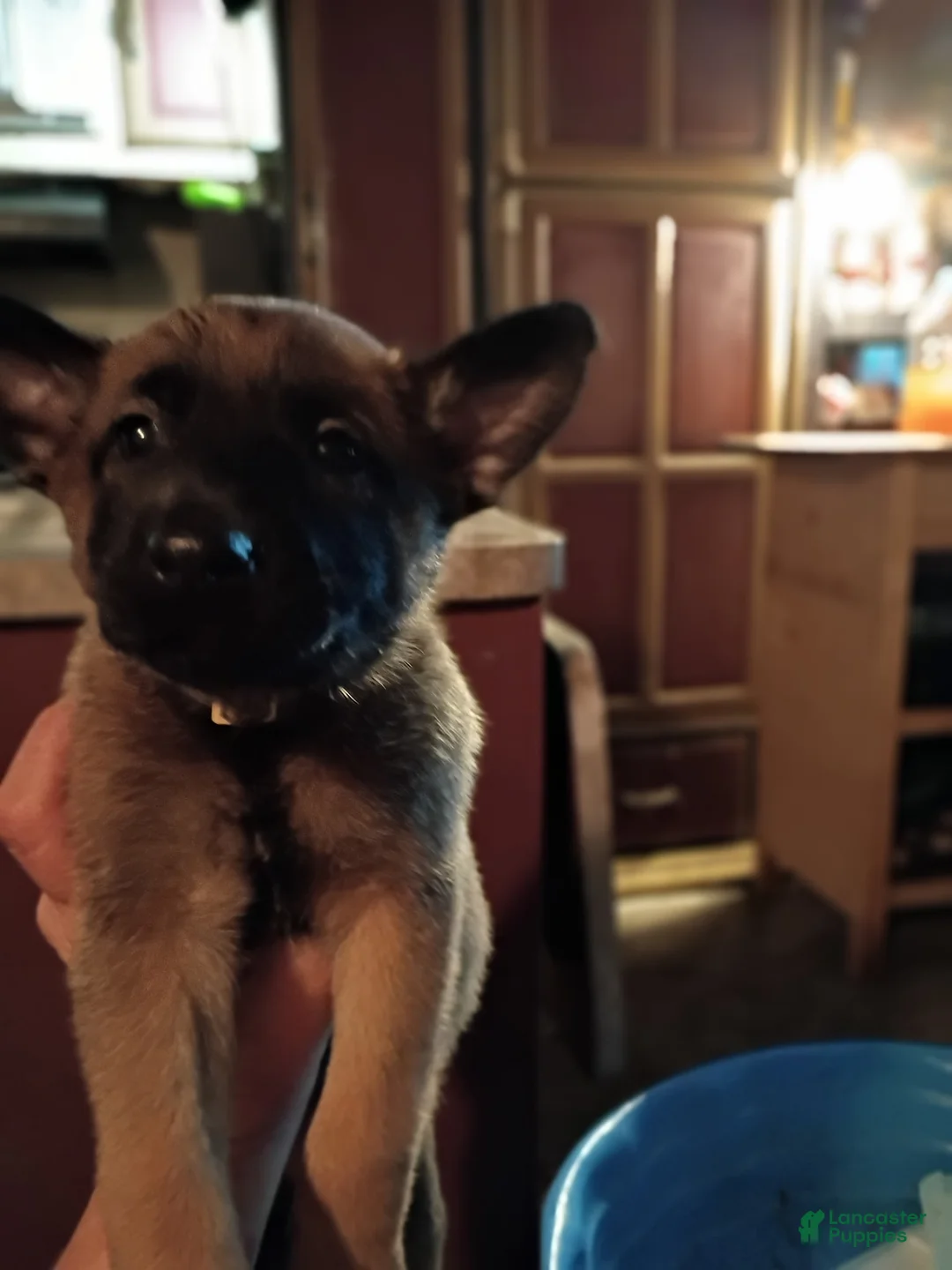 Mixed Breed dogs for sale: Mixed Breed 5 - Ad 1