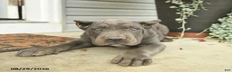 Cane Corso dogs for sale: Lenny  - Ad 4