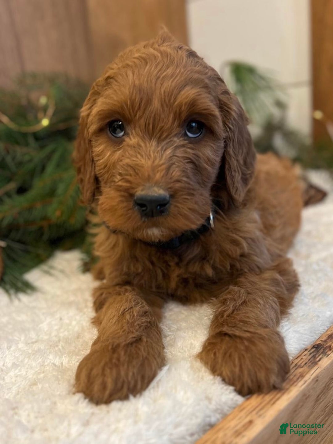 Irish Doodle dogs for sale: Frederick - Ad 1