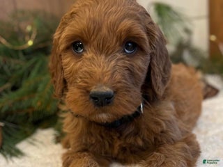 Irish Doodle dogs Frederick - Ad 3