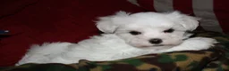 Maltese dogs for sale: Fred - Ad 4