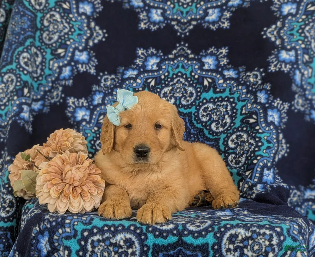 Golden Retriever dogs for sale: Magnolia - Ad 5