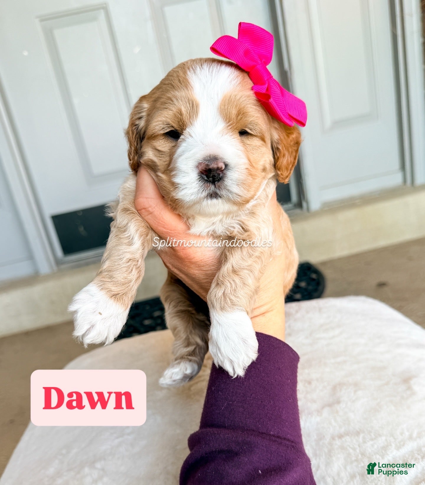 Mixed Breed dogs Dawn - Ad 2