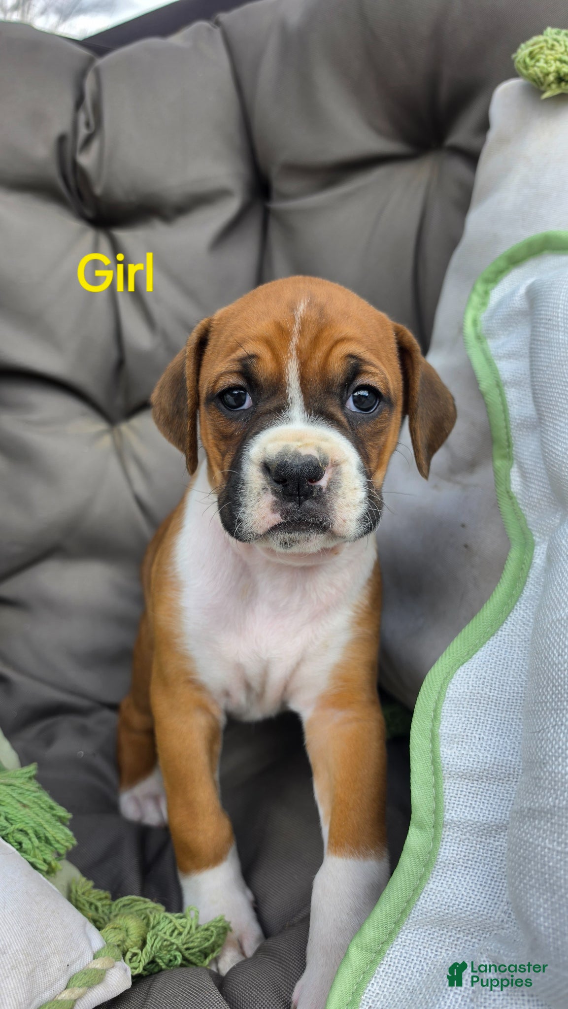 Boxer dogs Boxer Puppy 7 - Ad 42