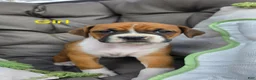 Boxer dogs for sale: Boxer Puppy 7 - Ad 1