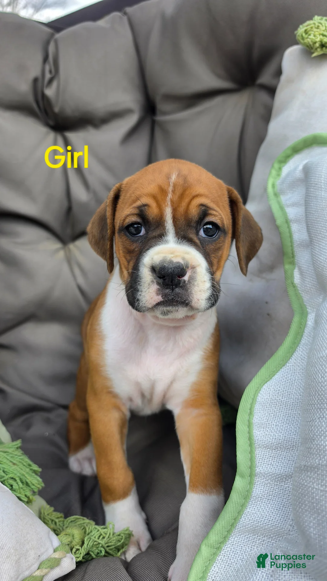 Boxer dogs for sale: Boxer Puppy 7 - Ad 1