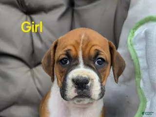Boxer dogs Boxer Puppy 7 - Ad 24