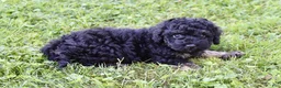 Cockapoo dogs for sale: Gavin - Ad 5