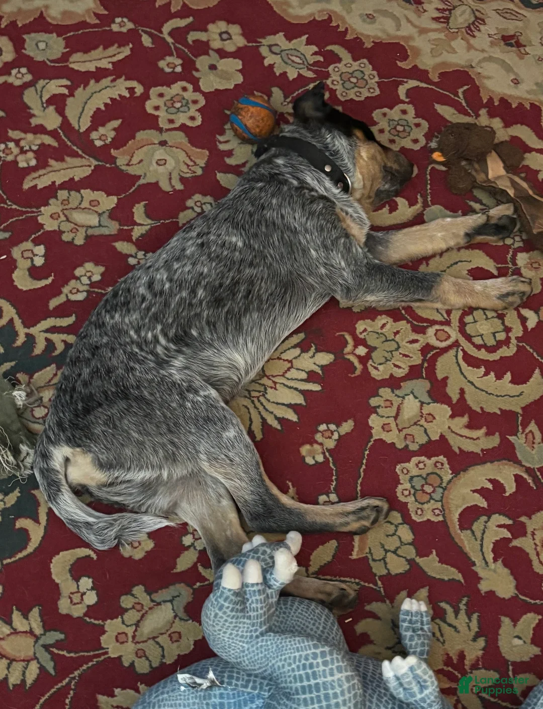 Australian Cattle Dog dogs for sale: Curly - Ad 2