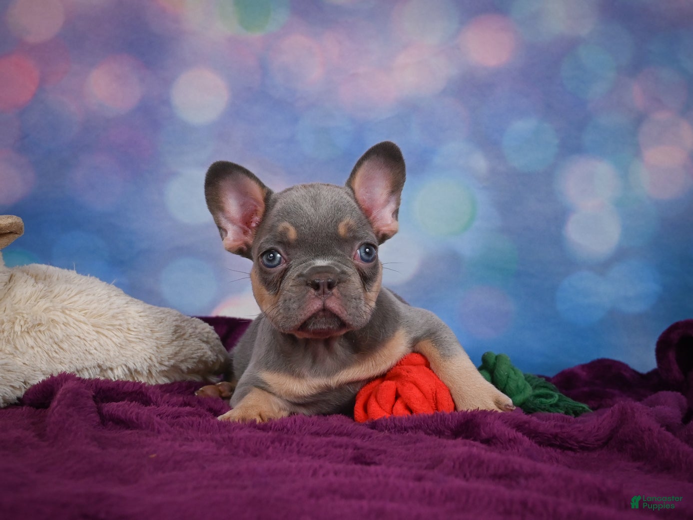French Bulldog dogs Diesel - Ad 2