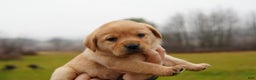Labrador Retriever dogs for sale: Missy - Ad 1