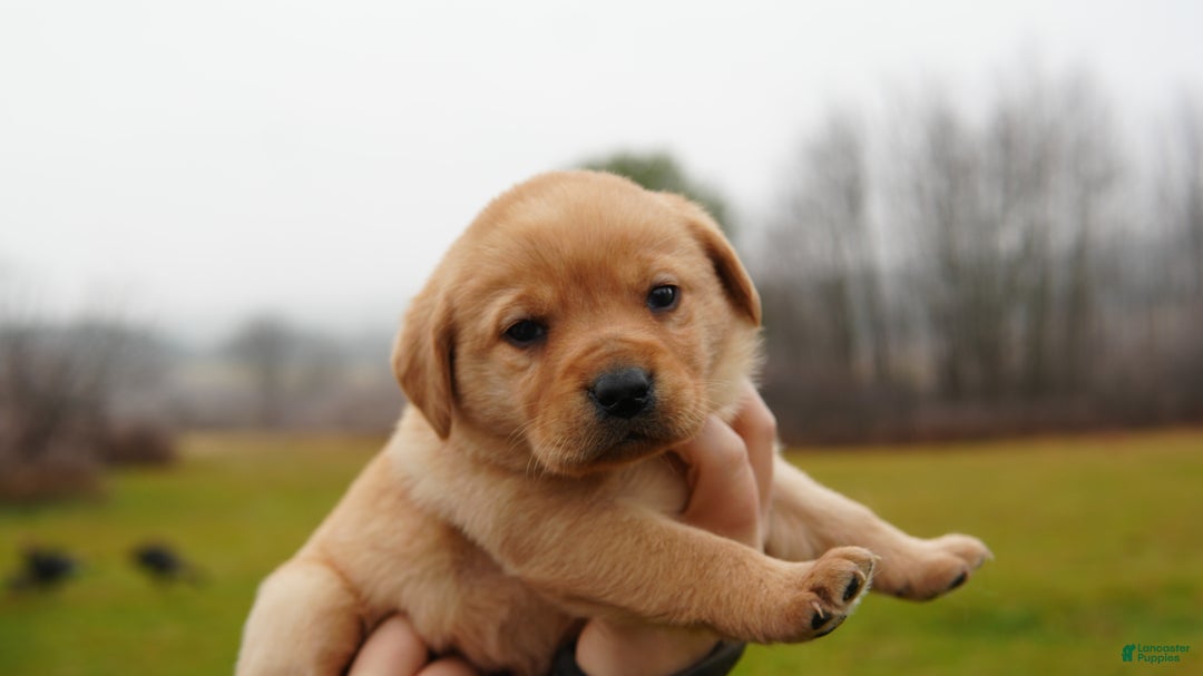 Labrador Retriever dogs for sale: Missy - Ad 1