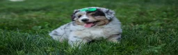 Miniature Australian Shepherd dogs for sale: LANDON [ new pictures] - Ad 23